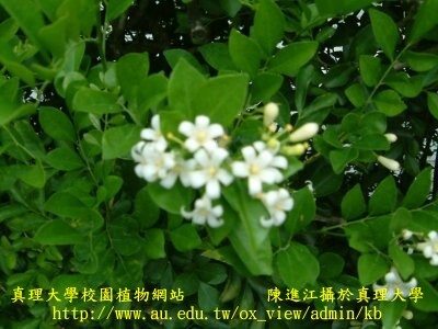 七里香圖片