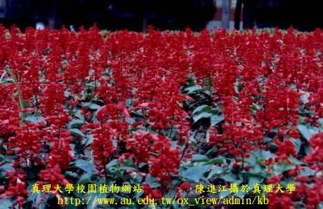 一串紅圖片